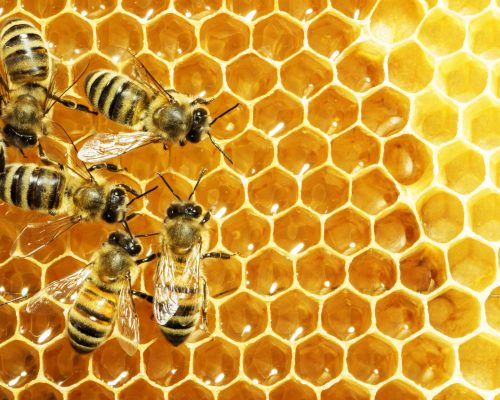 Close up view of the working bees on honey cells