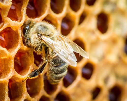 Close up of bees in a beehive on honeycomb